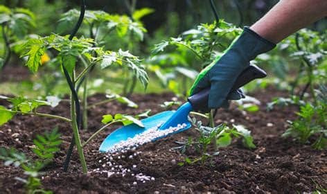 Organic Fertilizer